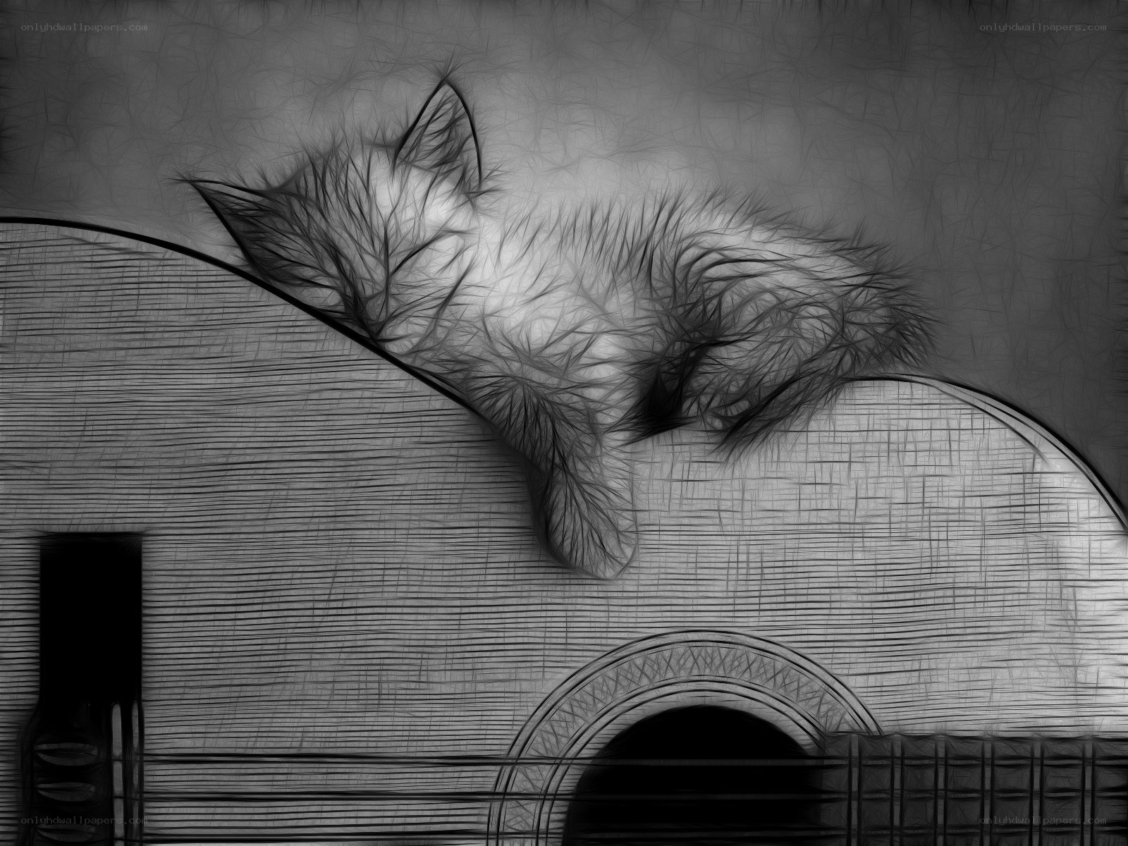 kitten on acoustic guitar