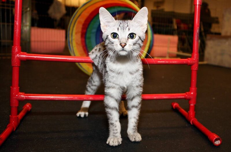 kitten on agility course