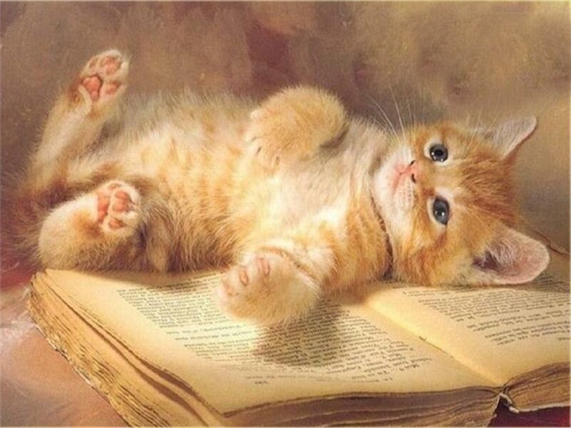 kitten on an open book