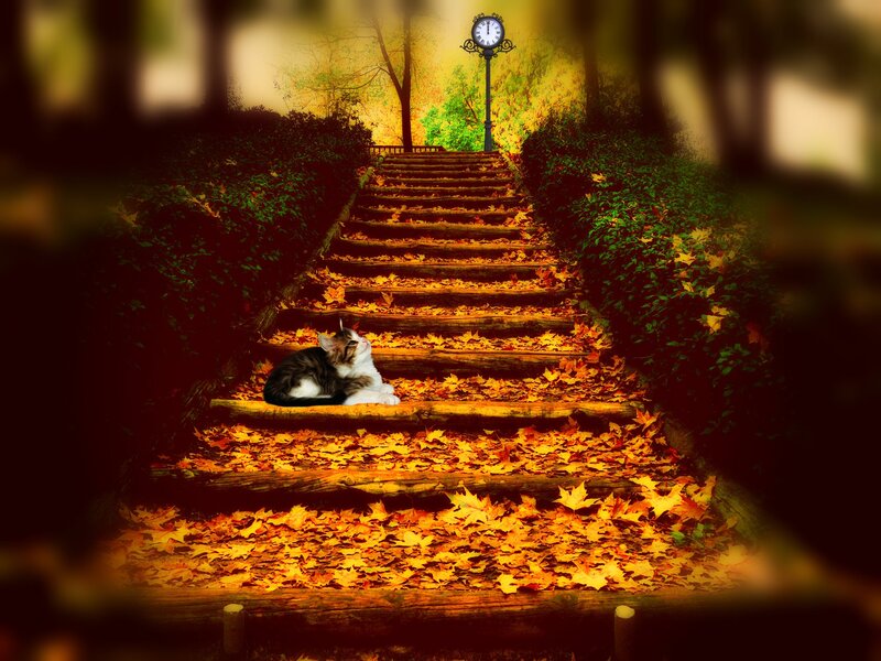 Kitten on Autumn Stairs