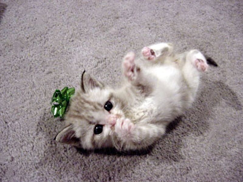 Kitten on Back — Gray