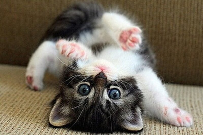 Kitten on Back — White