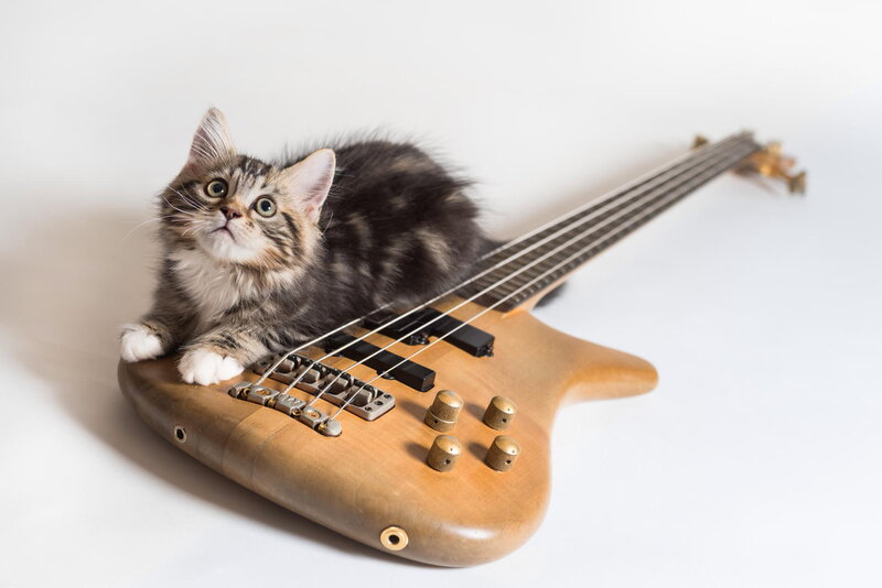 Kitten on Bass Guitar — Brown