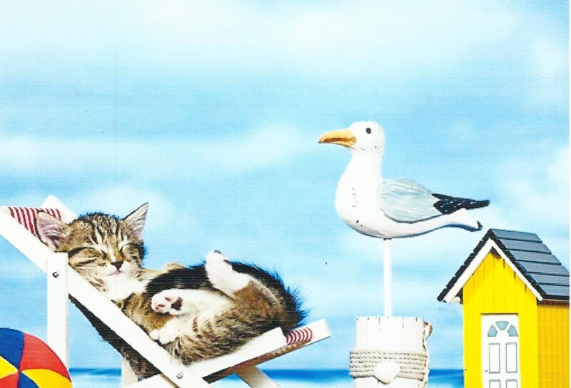 Kitten on Beach Chair