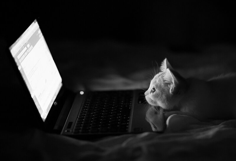 Kitten on Bed