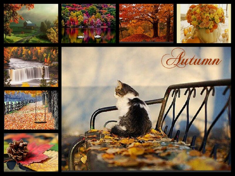 Kitten on Bench