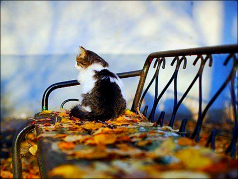 Kitten on Bench — Yellow