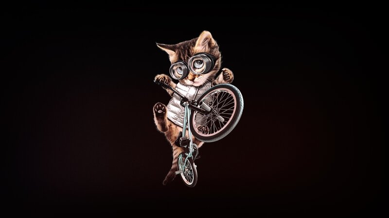Kitten on Bicycle