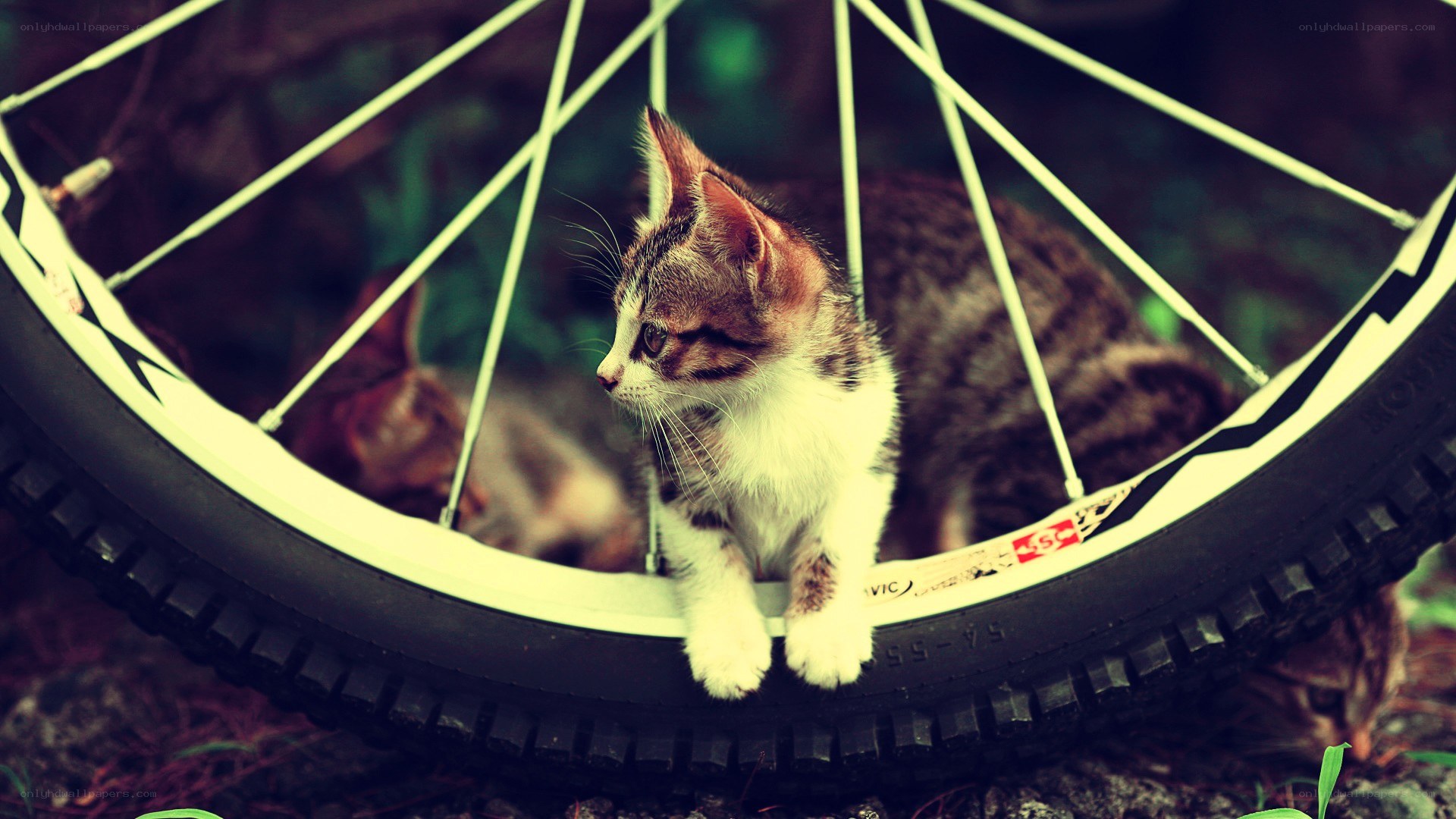 kitten on bicycle wheel