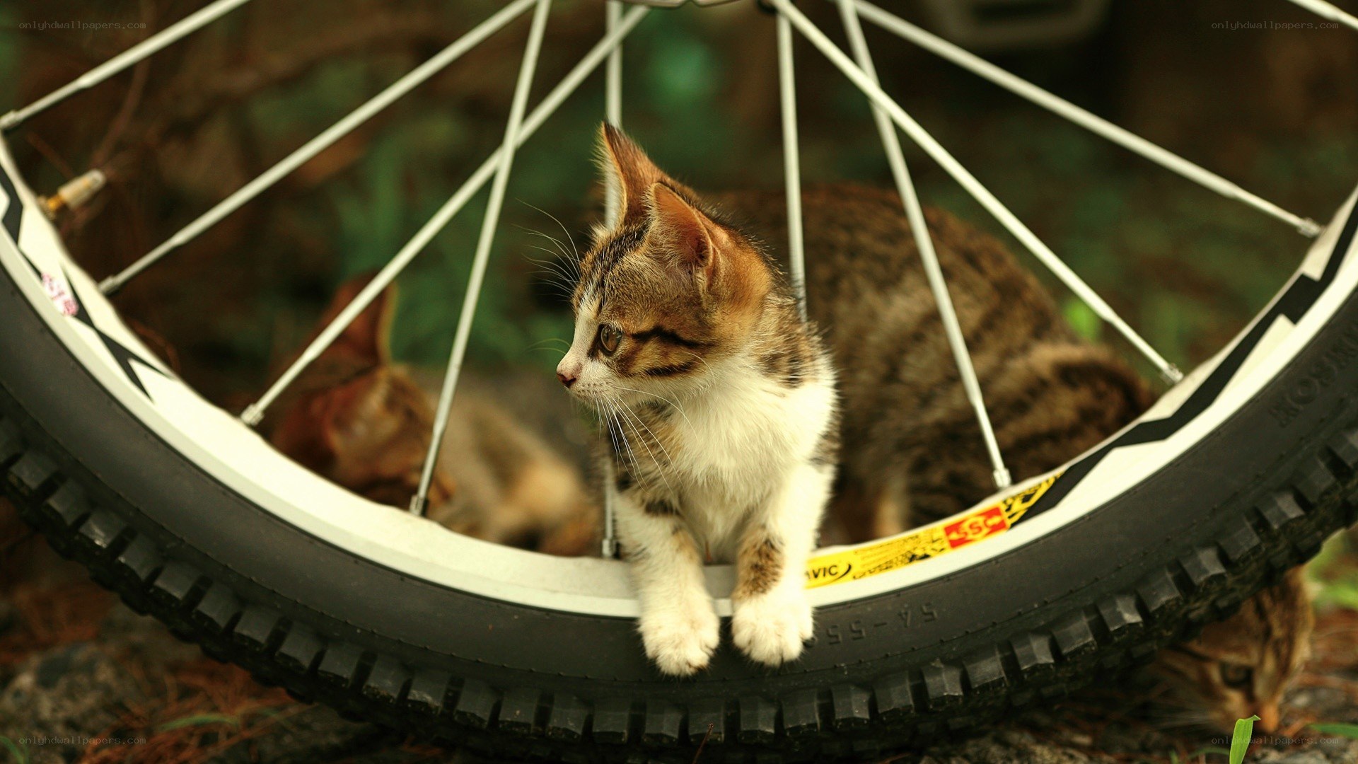 kitten on bicycle wheel