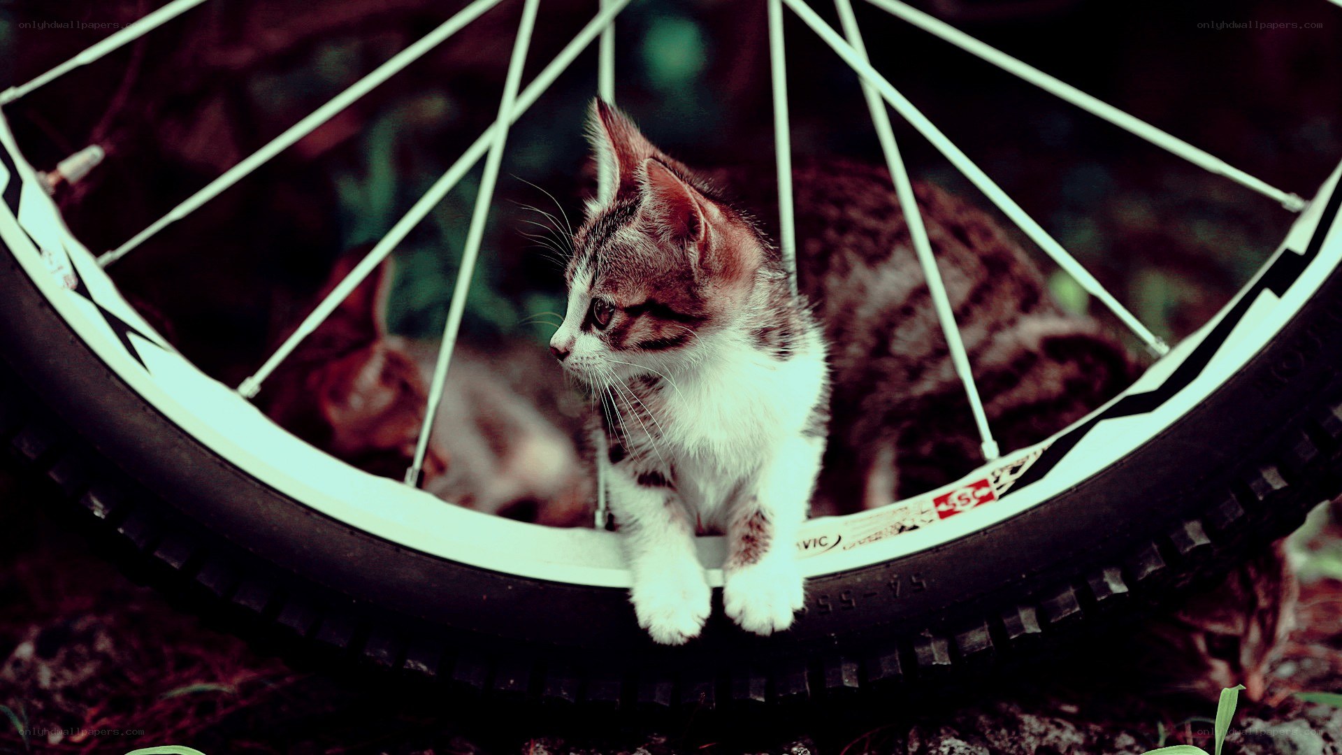 kitten on bicycle wheel