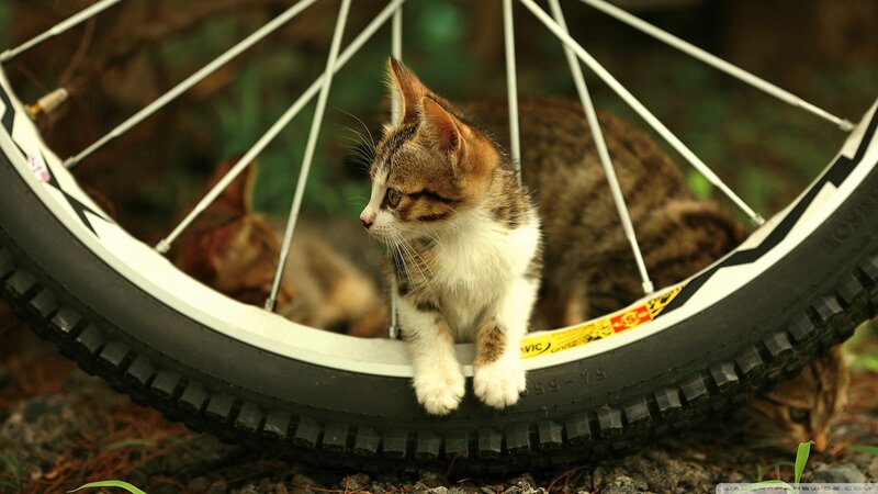 Kitten on Bicycle Wheel — Brown, Calm, Afternoon