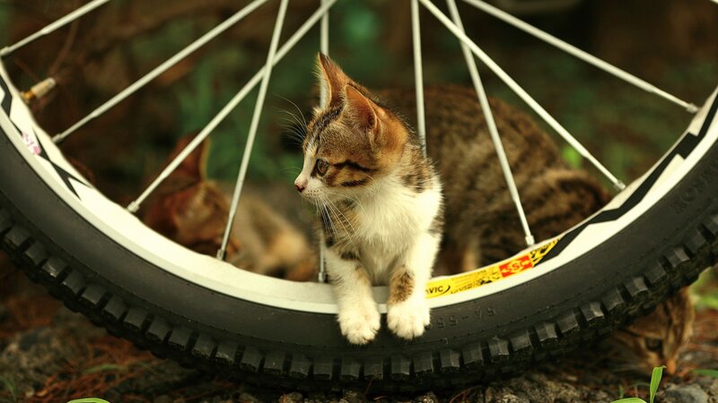 Kitten on Bicycle Wheel — Brown, Calm, Photograph, Bicycle Wheel, Cat, Tire