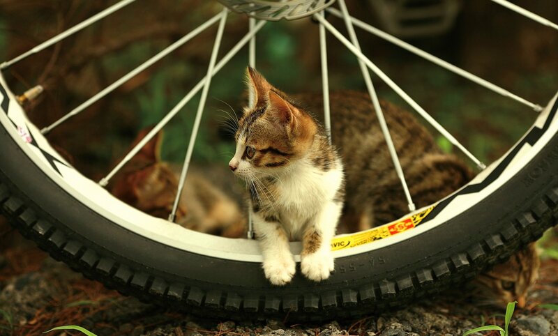 Kitten on Bicycle Wheel — Brown, Calm, Photograph