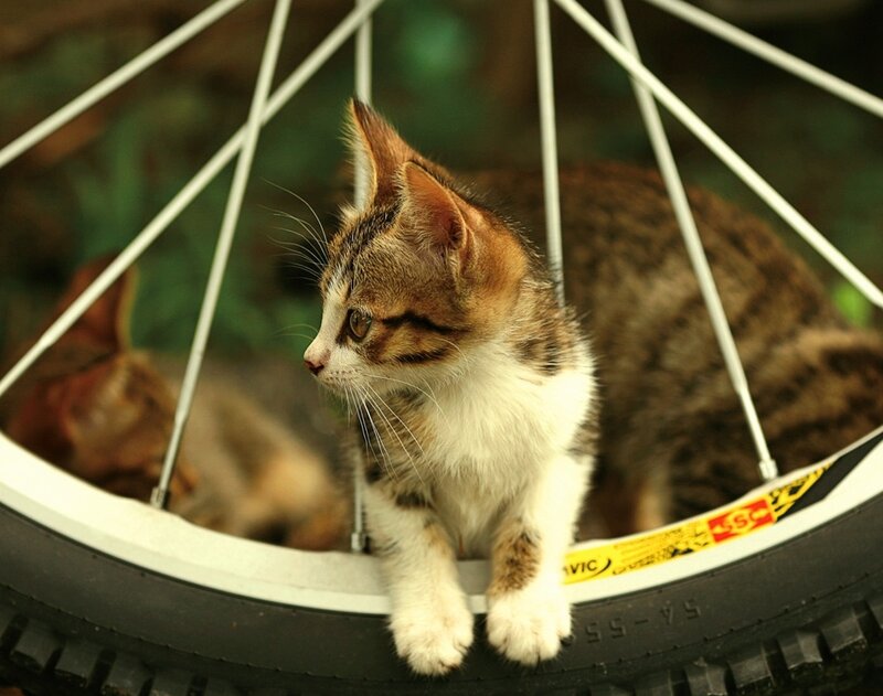 Kitten on Bicycle Wheel — Brown
