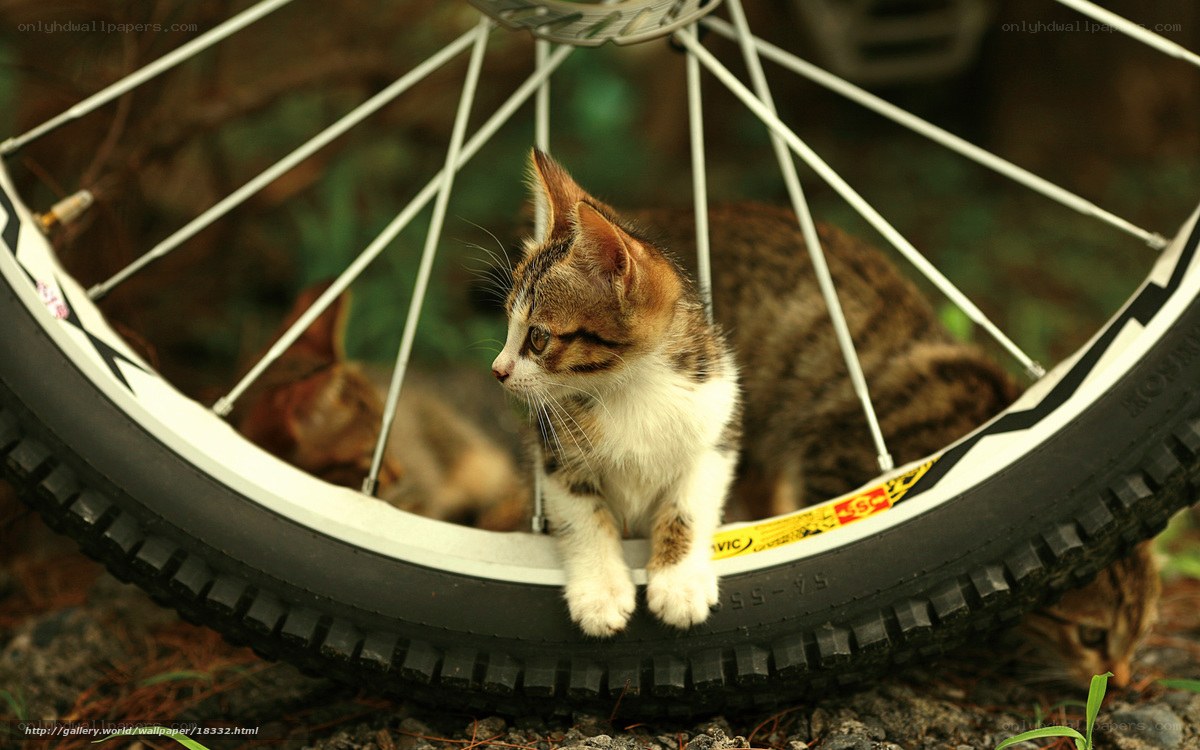 kitten on bicycle wheel