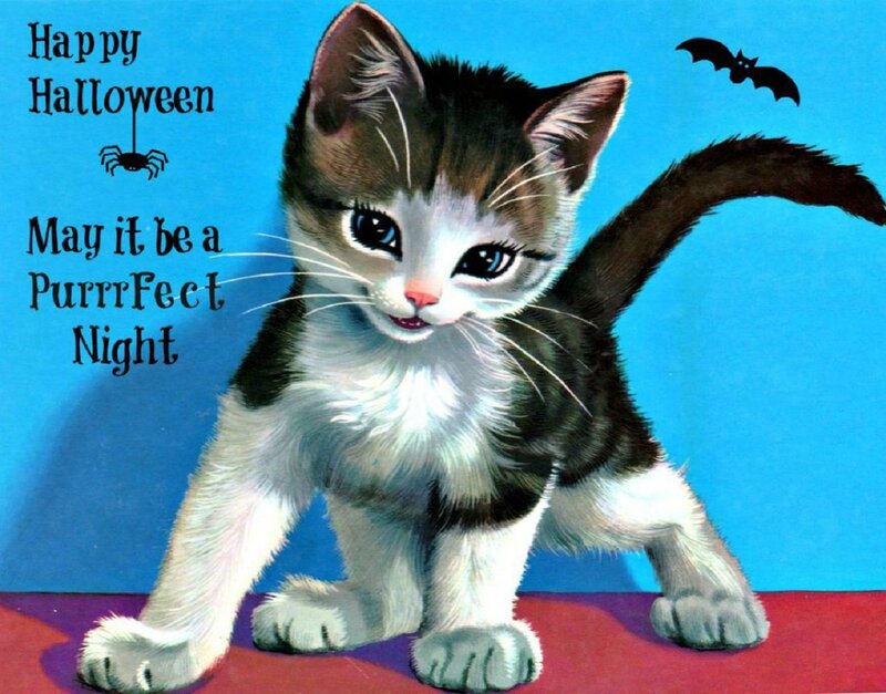 Kitten on Blue Background