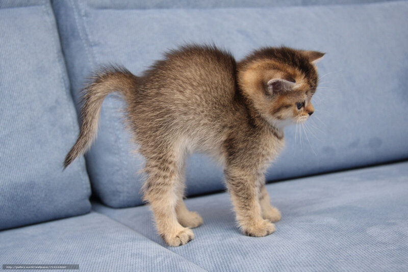 kitten on blue couch