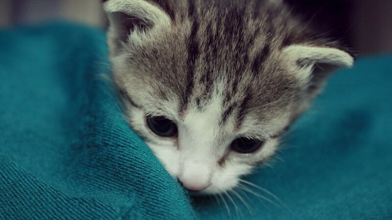kitten on blue fabric
