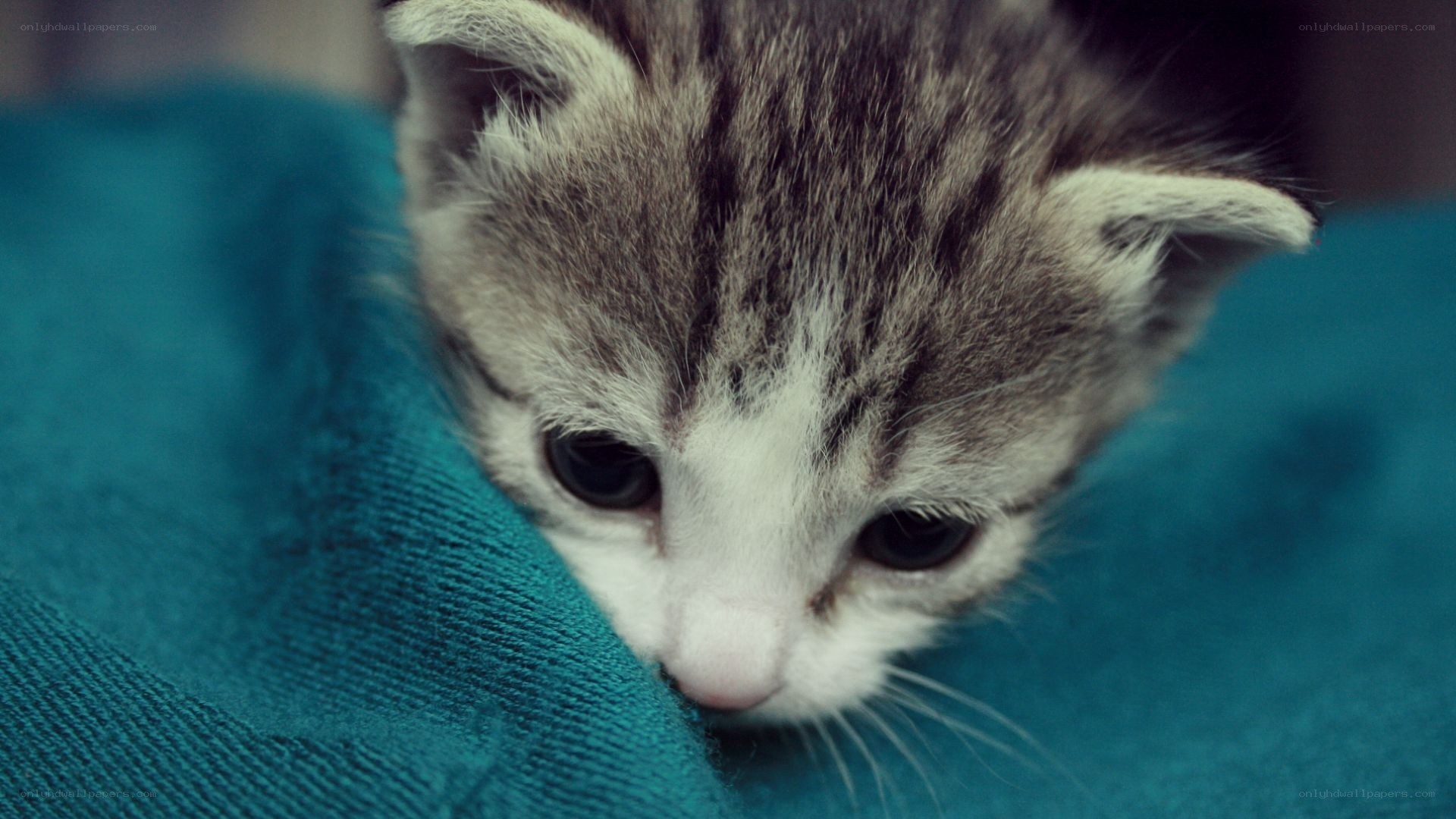 kitten on blue fabric