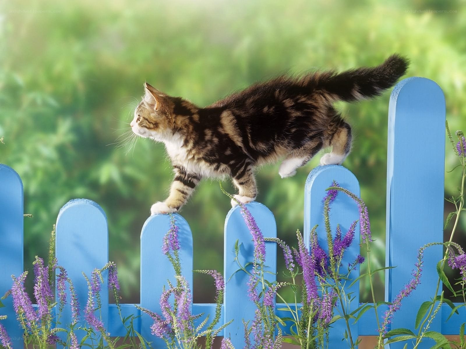 kitten on blue fence