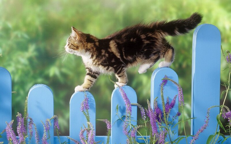 Kitten on Blue Fence — Calm, Afternoon, Photograph, Flowers