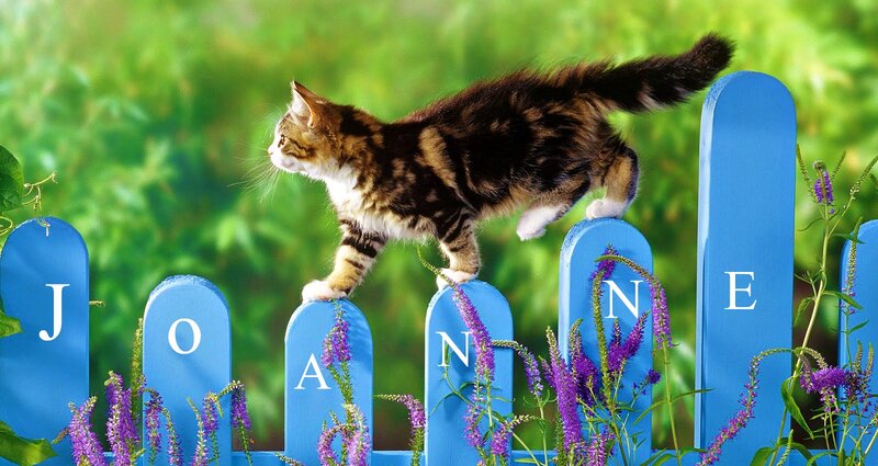 Kitten on Blue Fence — Calm, Afternoon