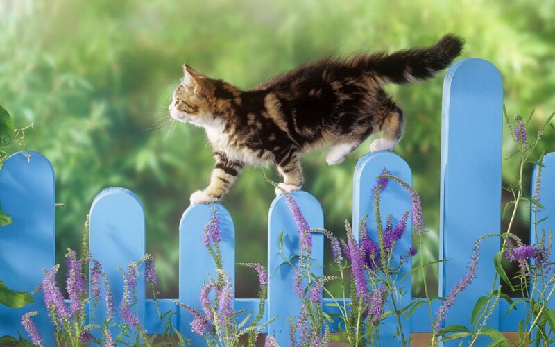 Kitten on Blue Fence — Calm
