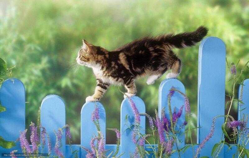 Kitten on Blue Fence — Serene
