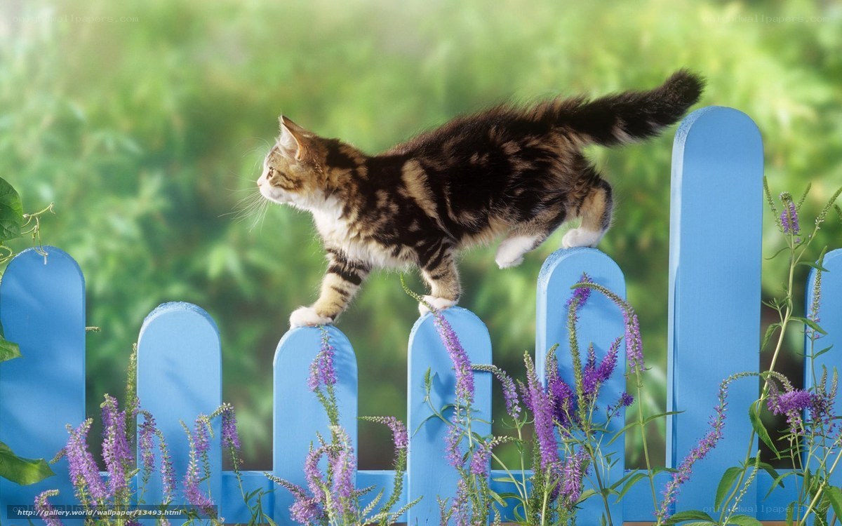 kitten on blue fence