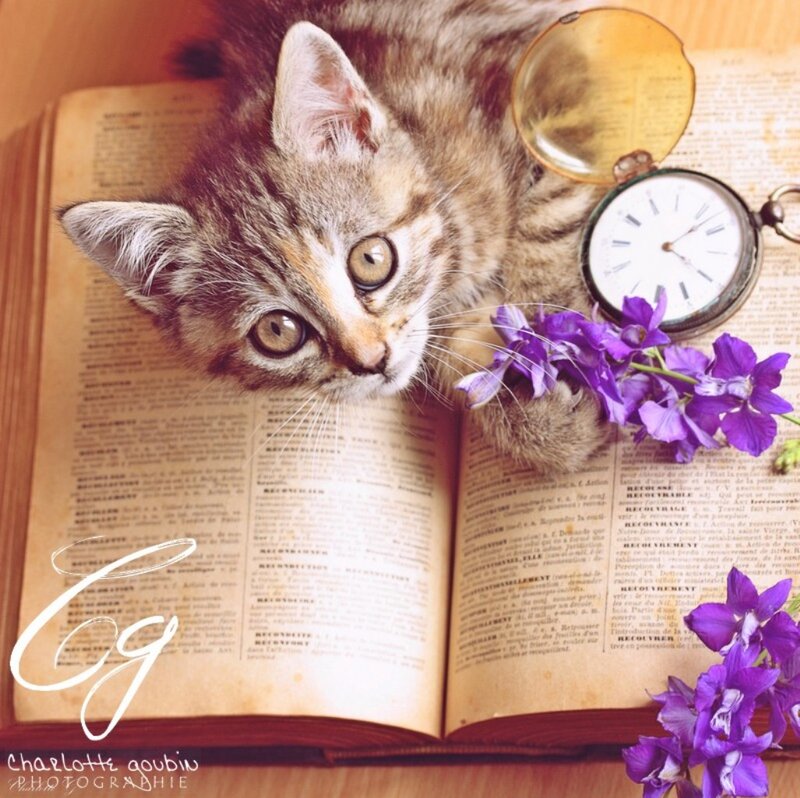 Kitten on Book