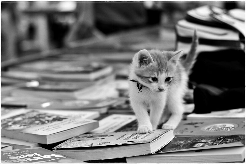 Kitten on Books