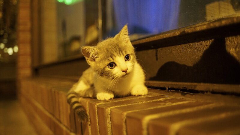 Kitten on Brick Ledge