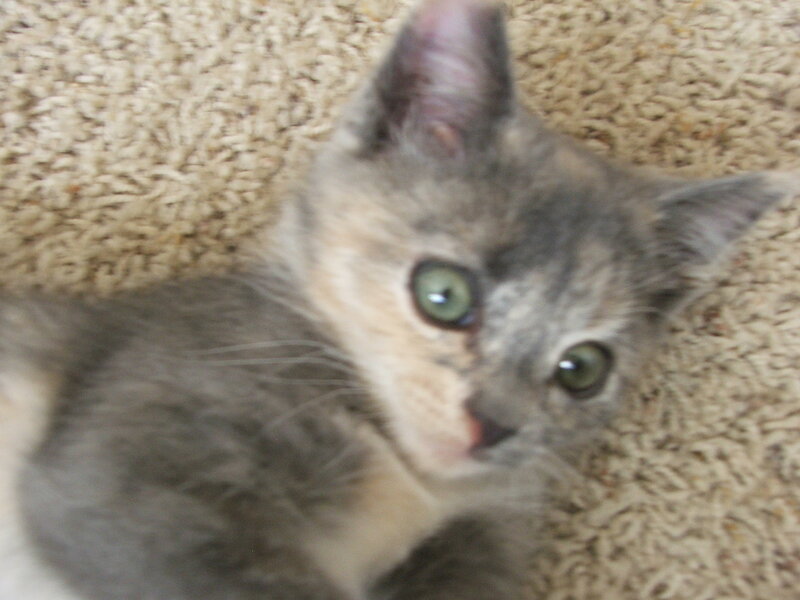 kitten on carpet