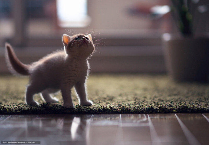Kitten on Carpet — Brown
