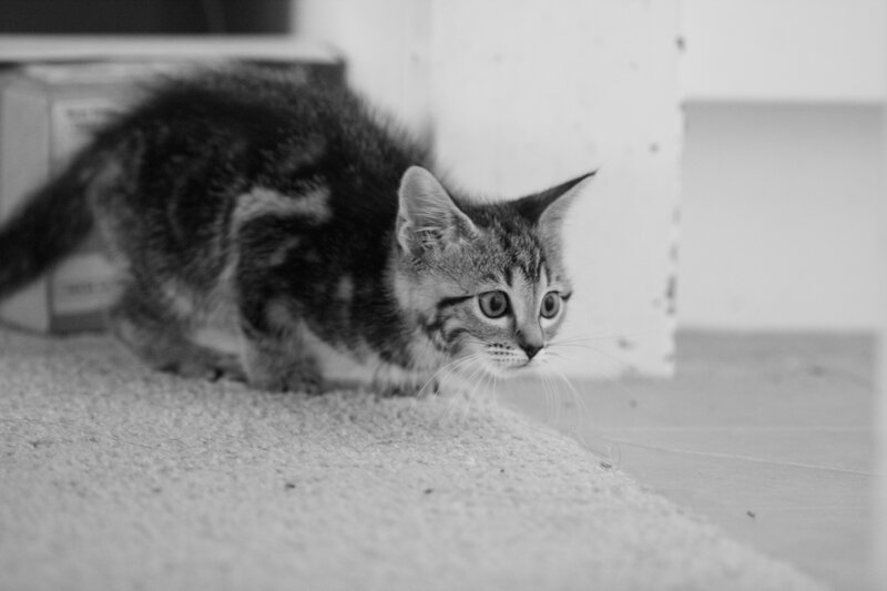 kitten on carpet