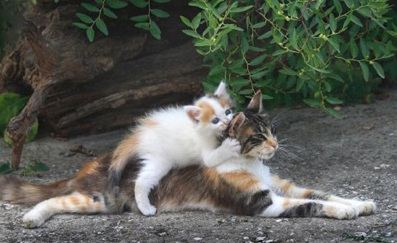 Kitten on Cat's Back — Brown