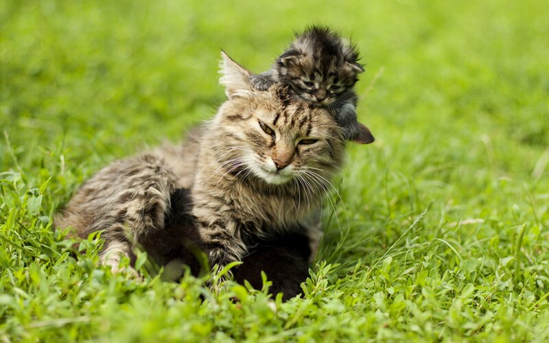Kitten on Cat's Back — Green