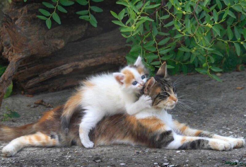Kitten on Cat's Back