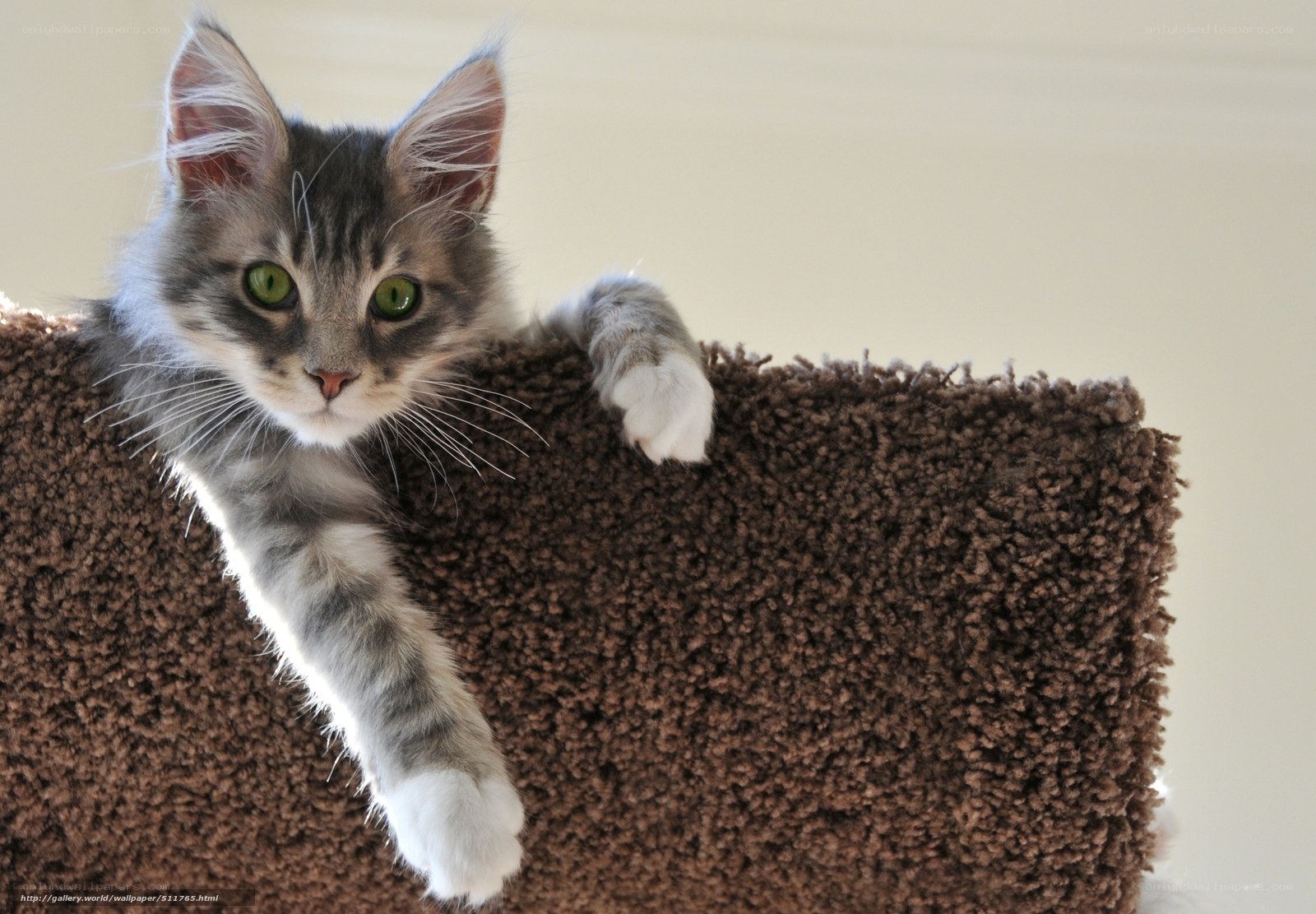 kitten on cat tree