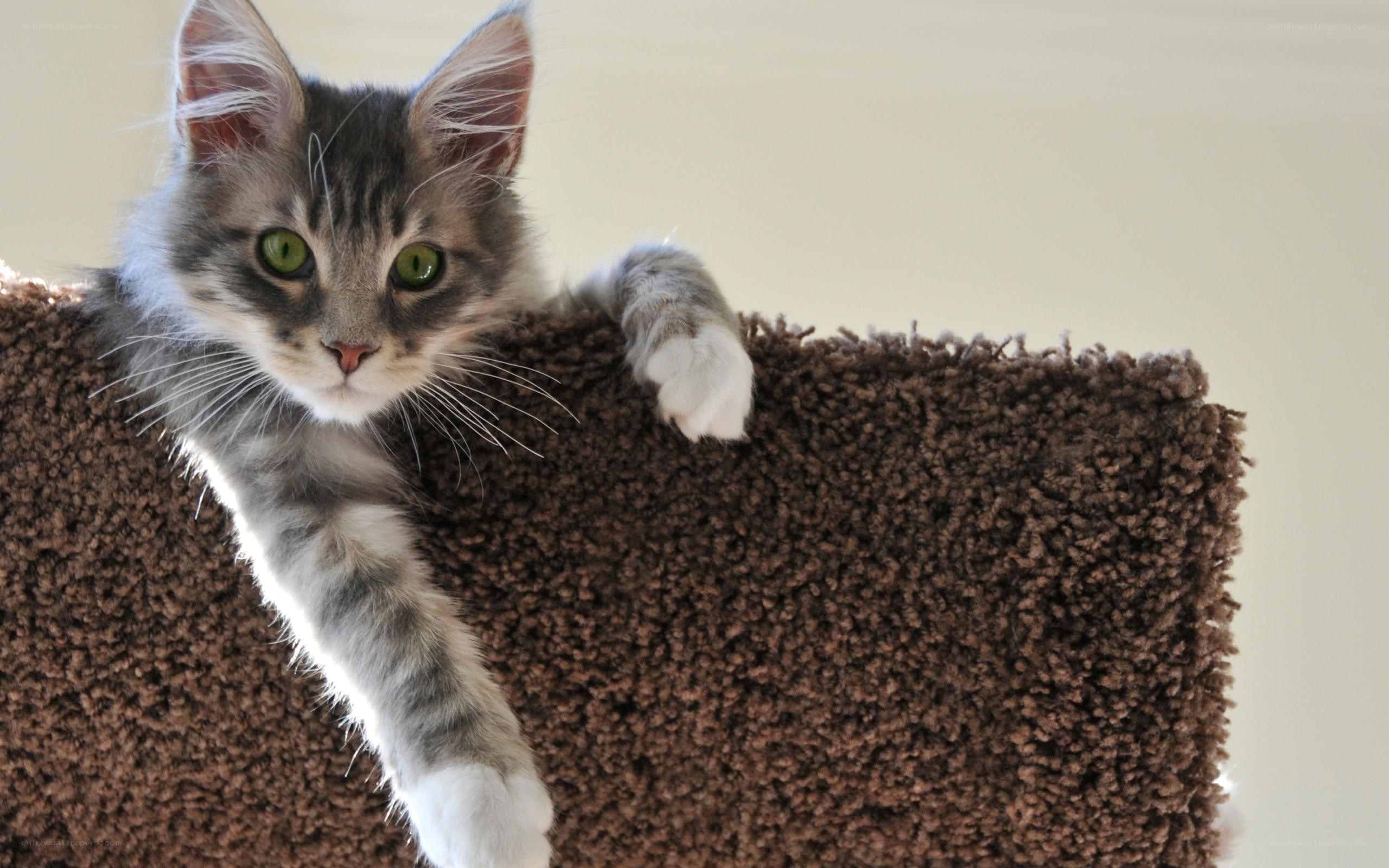 kitten on cat tree
