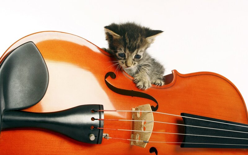 Kitten on Cello — Orange
