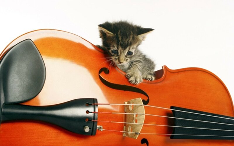 Kitten on Cello