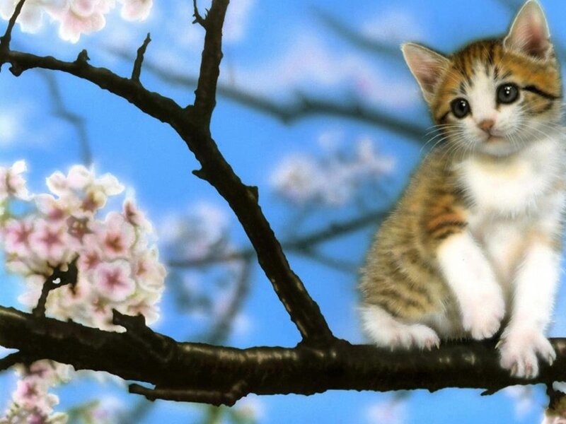 Kitten on Cherry Branch — Blue