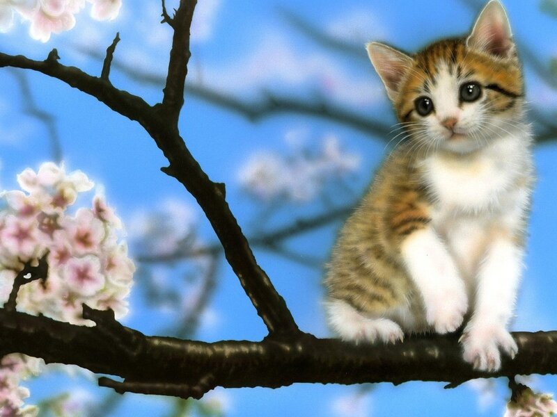 Kitten on Cherry Branch
