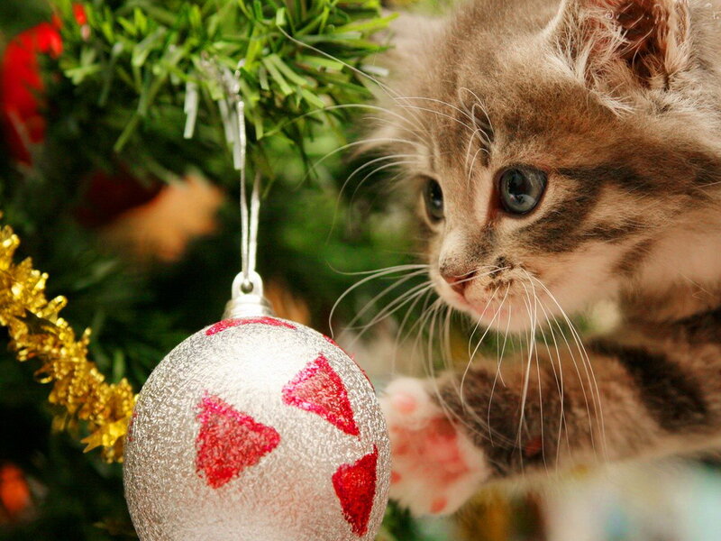 Kitten on Christmas Tree — Green