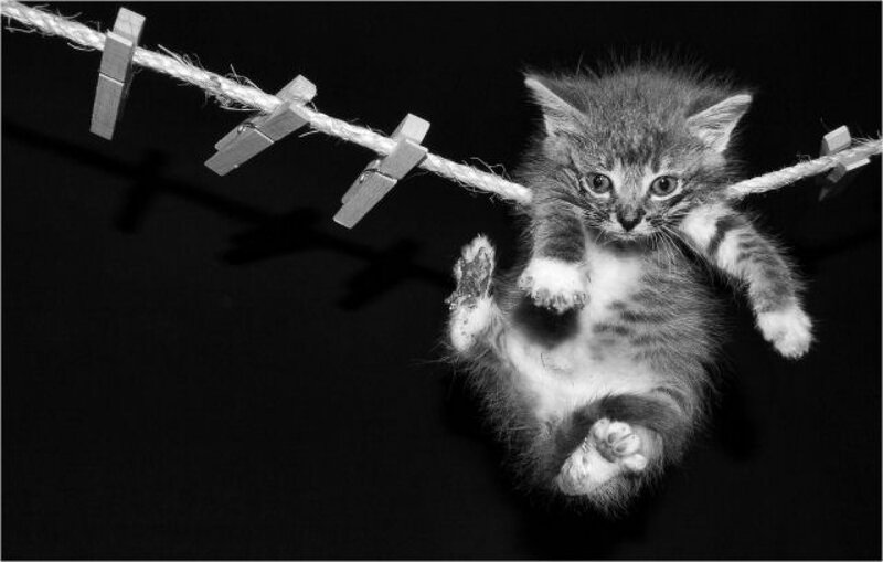 Kitten on Clothesline — Black, Dramatic