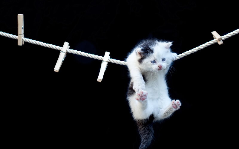 Kitten on Clothesline — Black