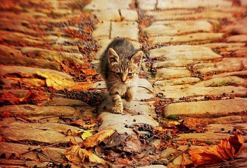 Kitten on Cobblestones — Brown