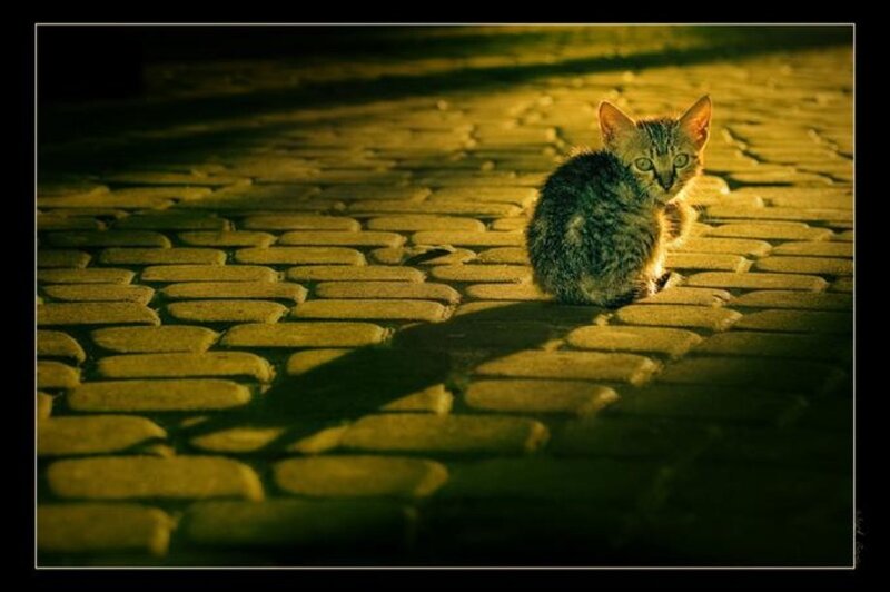 Kitten on Cobblestones